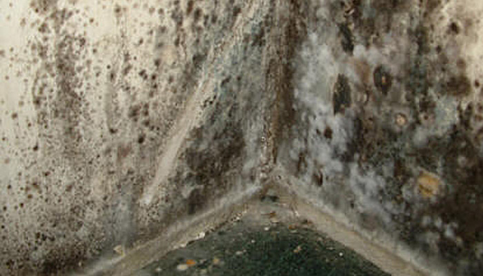 mold remediation naperville